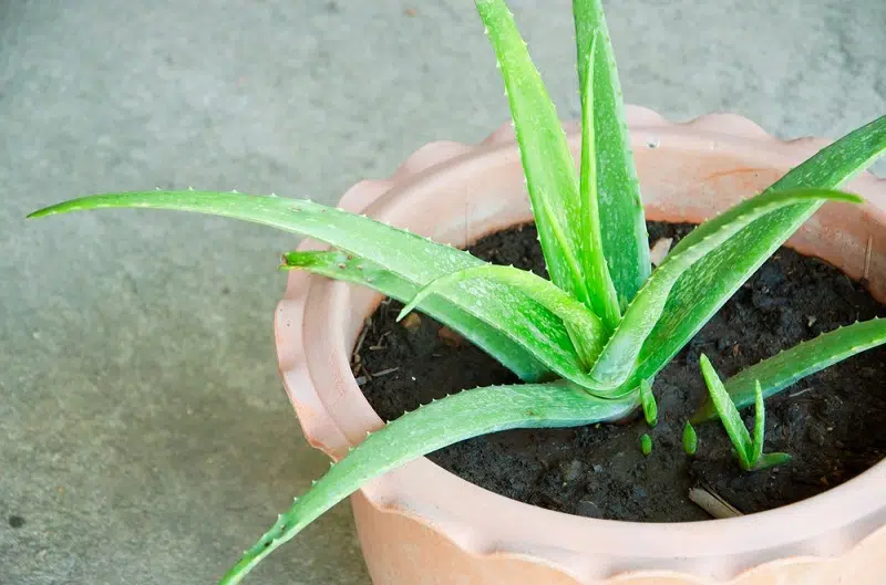 Comment arroser aloe Vera