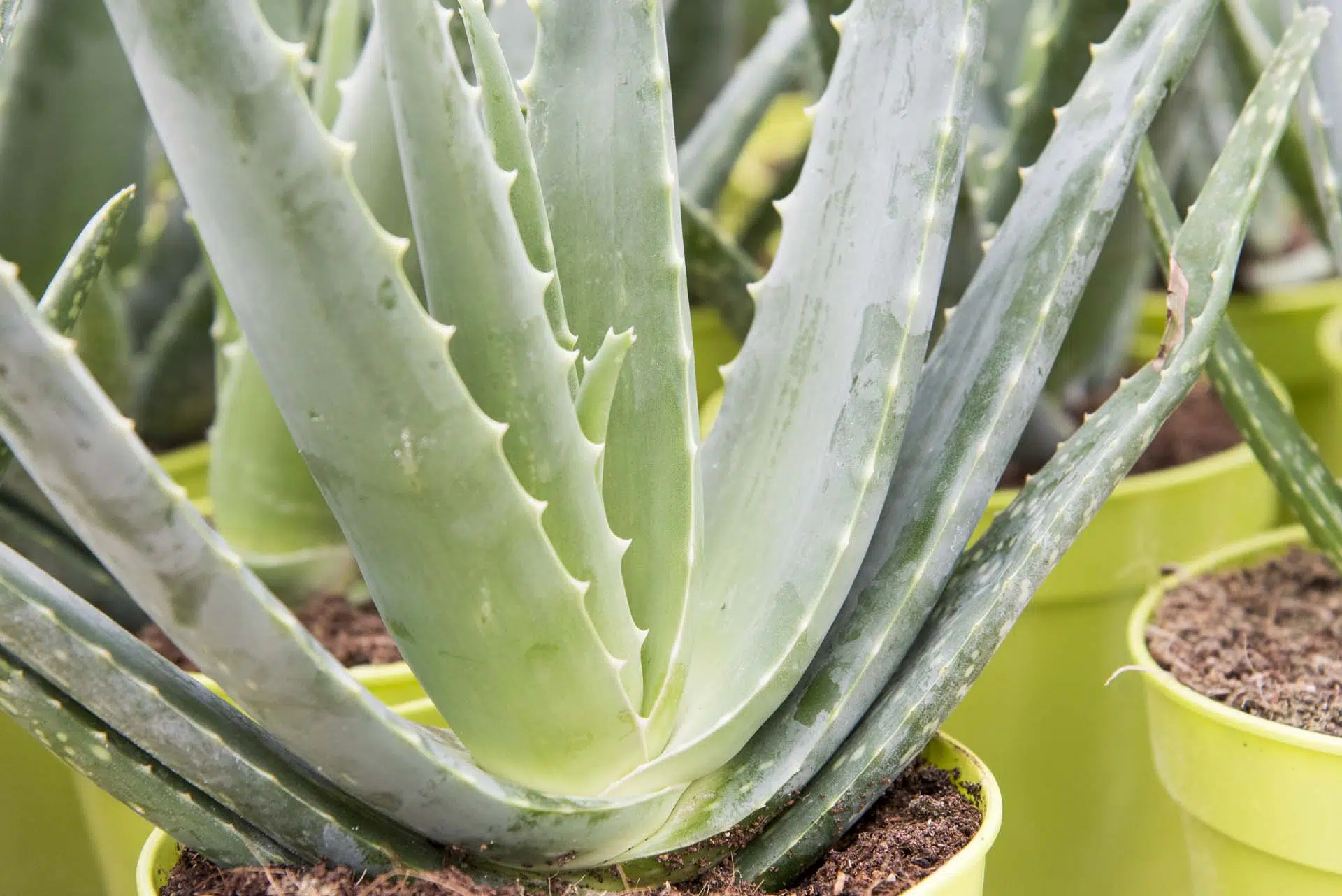 Aloe vera